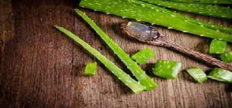 Ini Lho Manfaat Lidah Buaya yang Belum Banyak Diketahui