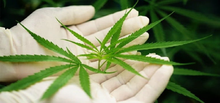Ketahui Efek Samping Penggunaan Ganja Terhadap Kesehatan Tubuh