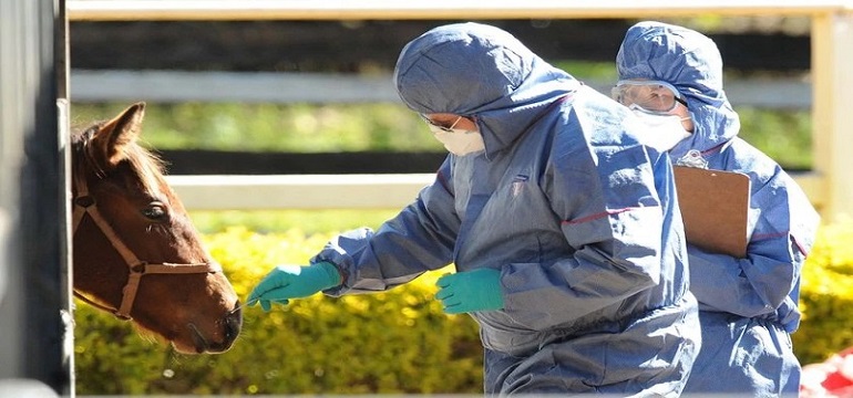 Gejala Virus Hendra, Menular dari Kuda ke Manusia
