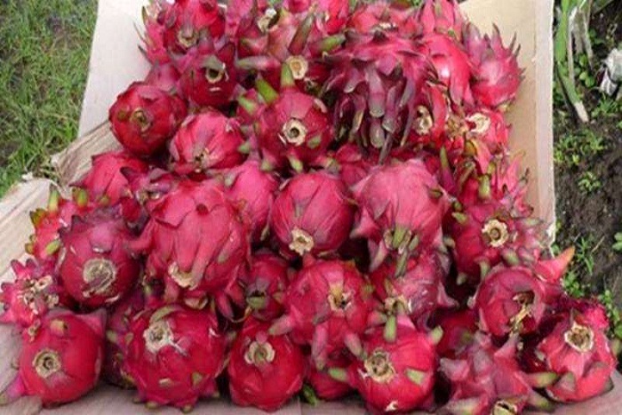 Manfaat Obat Kolesterol