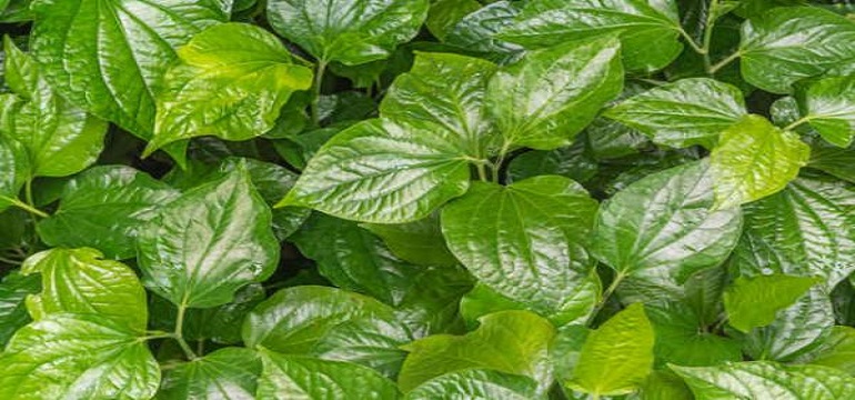 Turunkan Darah Tinggi dengan Daun Herbal, Bisa Ditanam di Halaman Rumah Anda