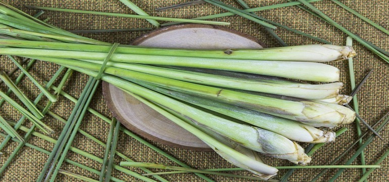 Serai Sebagai Obat Herbal untuk Mengobati Beragam Penyakit
