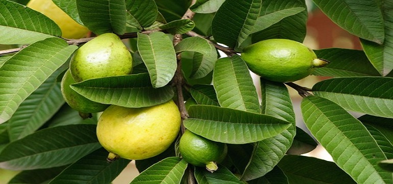 Daun Jambu Biji Bukan Hanya Terkenal Atasi Diare, tapi Ternyata Juga Bisa Tangkal Kolesterol